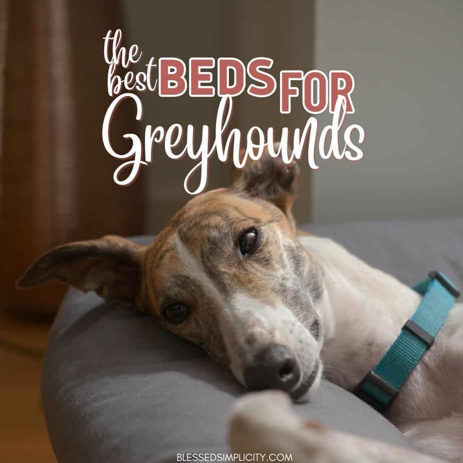 Best Greyhound Dog Bed